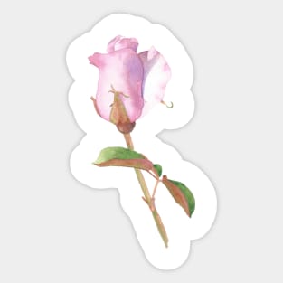 Pink Rosebud Sticker